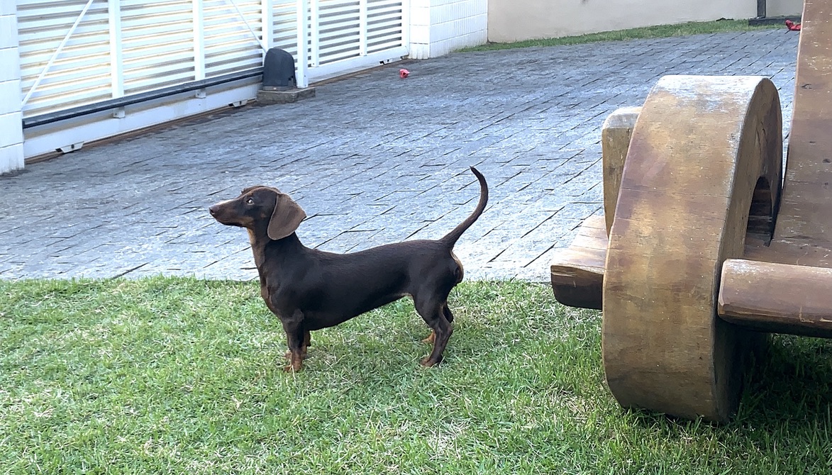 Bellota our dachshund
